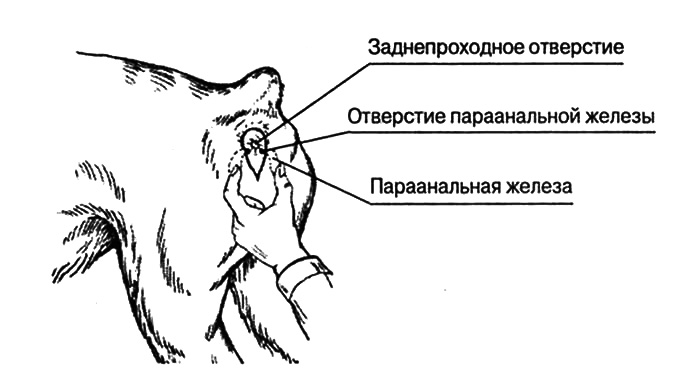 Анальные железы у собаки
