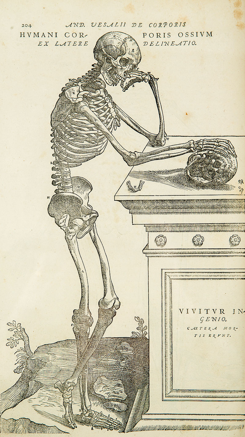 Одна из иллюстраций книги Андреаса Везалия «De humani corporis fabrica» (1543 г.), знаменующая возрождение анатомии