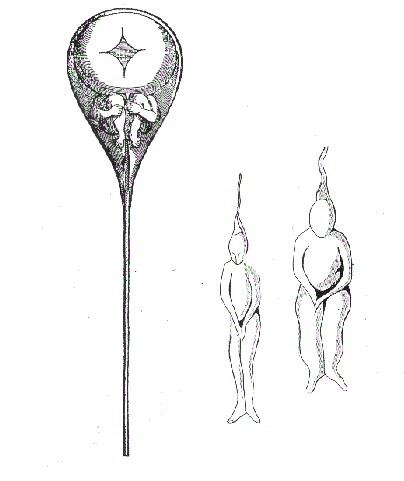 Гомункул в сперматозоиде. Рисунок голландского учёного Н. Хартсекера (1694 год)