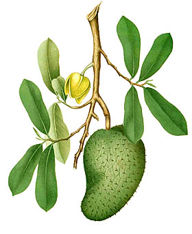 Аннона колючая (Annona muricata)