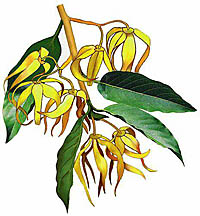 Кананга душистая (Cananga odorata)
