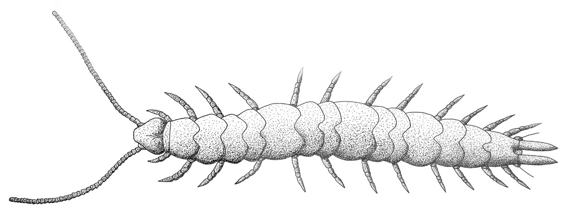 Самец Scutigerella immaculata