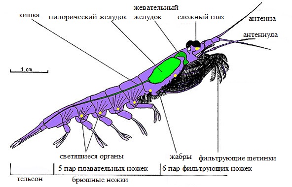 Строение антарктического криля (Euphausia superba)
