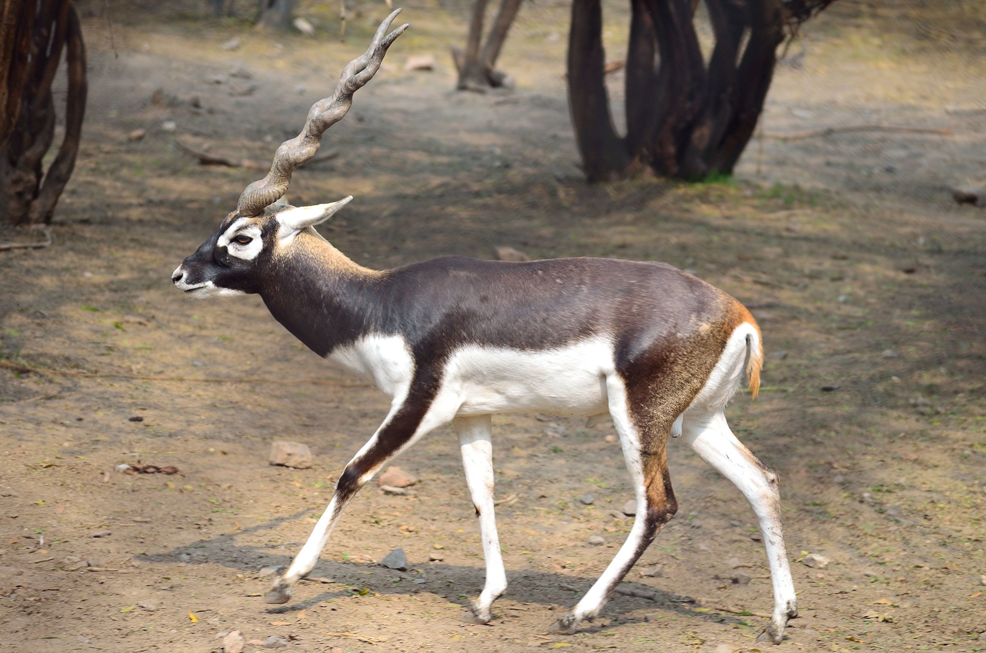 Гарна (Antilope cervicapra)