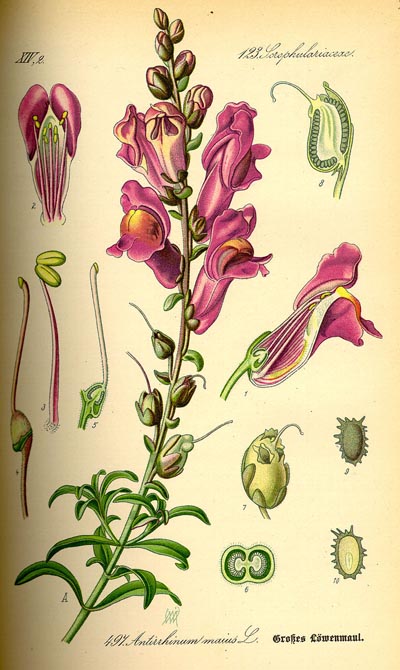 Антирринум крупный (Antirrhinum mаjus)