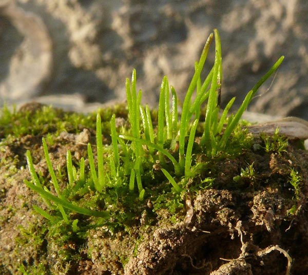 Антоцерос полевой (Anthoceros agrestis)