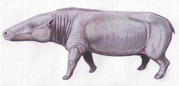 Anthracotherium magnum (реконструкция)