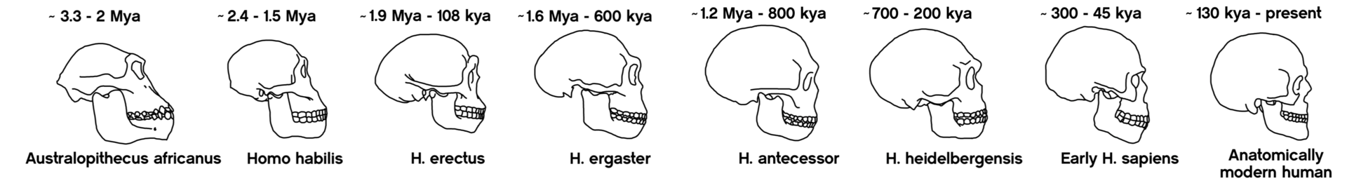 Черепа эволюционных предков человека  вплоть до «современного» Homo sapiens