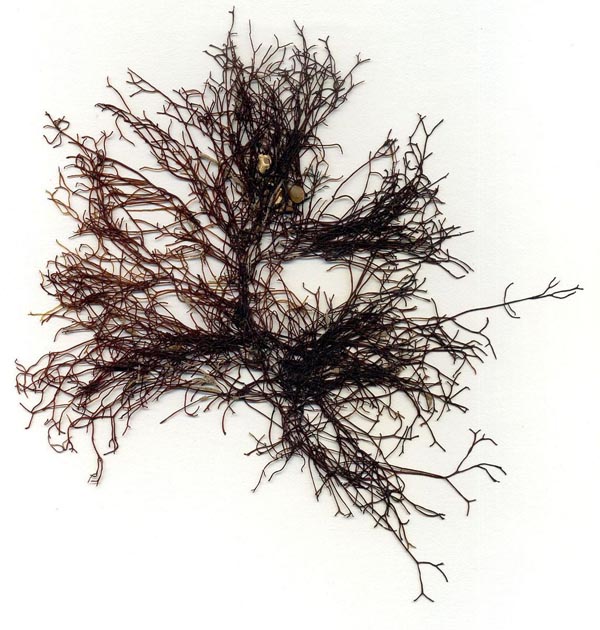Анфельция складчатая (Ahnfeltia plicata)