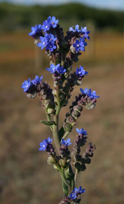 Анхуза лекарственная (Anchusa officinalis)