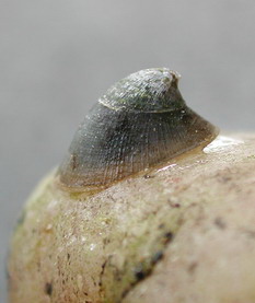 Речная чашечка (Ancylus fluviatilis)