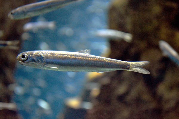 Японский анчоус (Engraulis japonicus)