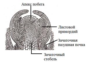 Апекс