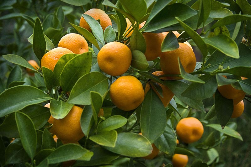 Апельсин (Citrus sinensis)