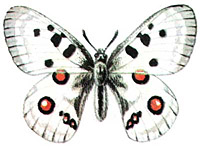 Аполлон (Parnassius apollo)