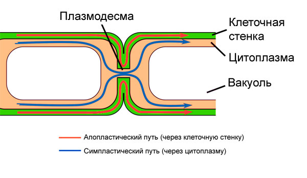 Транспортные пути веществ в тканях растений