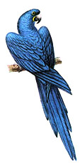 Гиацинтовый ара (Anodorhynchus hiacinthinus)