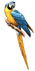 Голубой (сине-зеленый) ара (Ara ararauna)