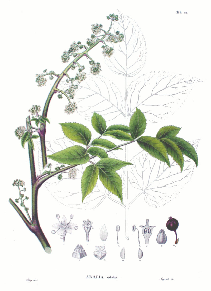 Аралия сердцевидная (Aralia cordata)