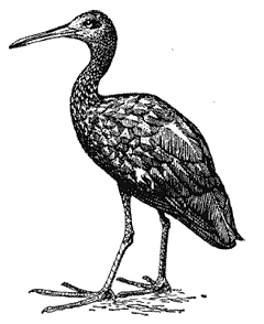 Бразильская арама, или пастушковый журавль (Aramus guarauna)
