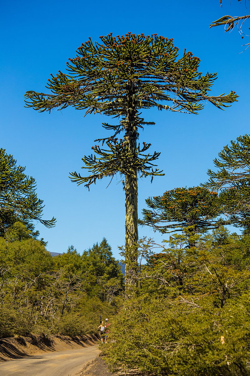 Араукария чилийская (Araucaria araucana)
