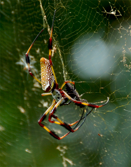 Паук Trichonephila clavipes