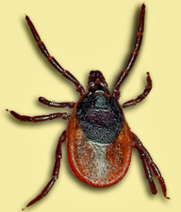 Иксодовый клещ (Ixodes persulcatus) — переносчик вируса клещевого энцефалита.