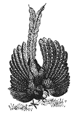 Большой аргус (Argusianus argus)