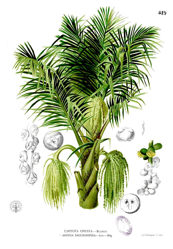 Сахарная пальма (Arenga pinnata)