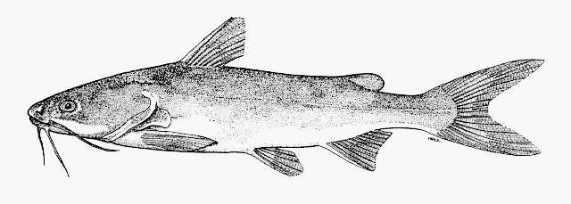 Белый морской сомик (Galeichthys feliceps)