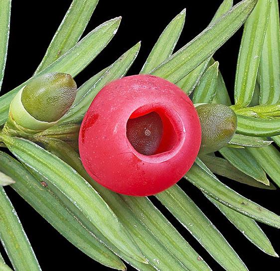 Ариллус тиса ягодного (Taxus baccata)