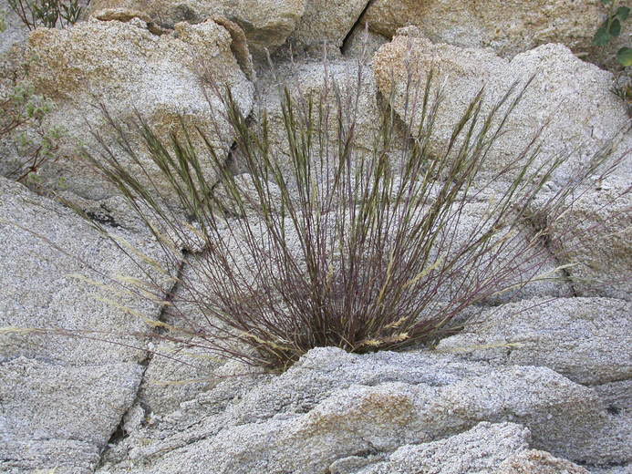 Аристида вознесения (Aristida adscensionis)