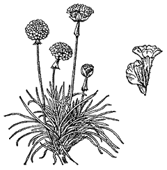 Армерия приморская (Armeria maritima),общий вид растения и часть соцветия (двухцветковый колосок)