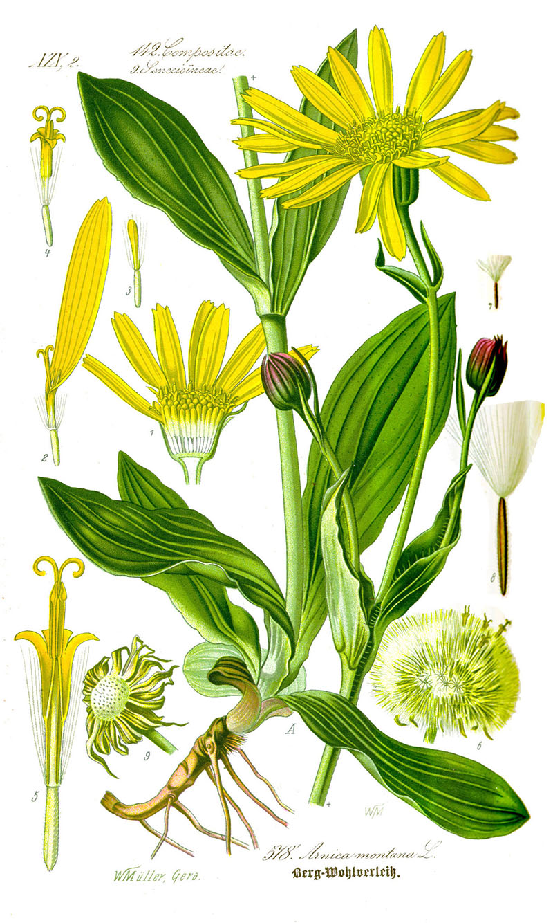 Арника горная (Arnica montana)