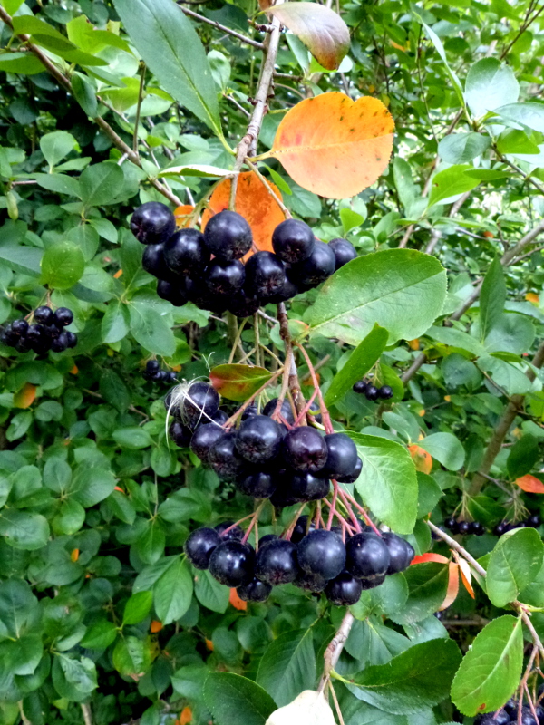 Арония черноплодная, или черноплодная рябина (Aronia melanocarpa)