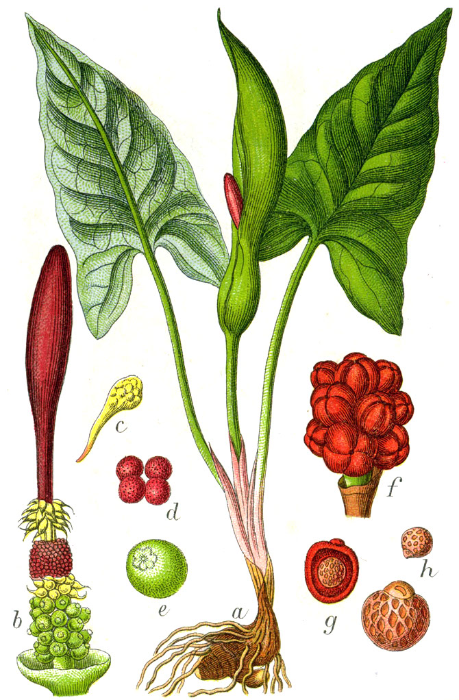 Аронник пятнистый (Arum maculaturn)