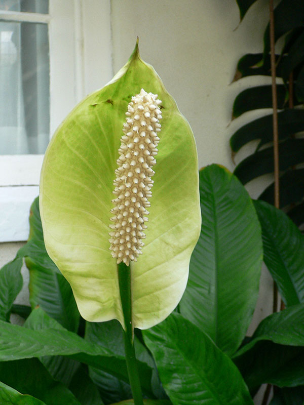Спатифиллюм (Spathiphyllum floribundum)