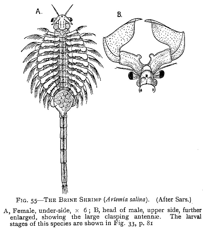 Артемия (Artemia salina)