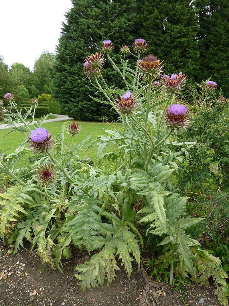 Артишок настоящий, или посевной (Cynara scolymus)
