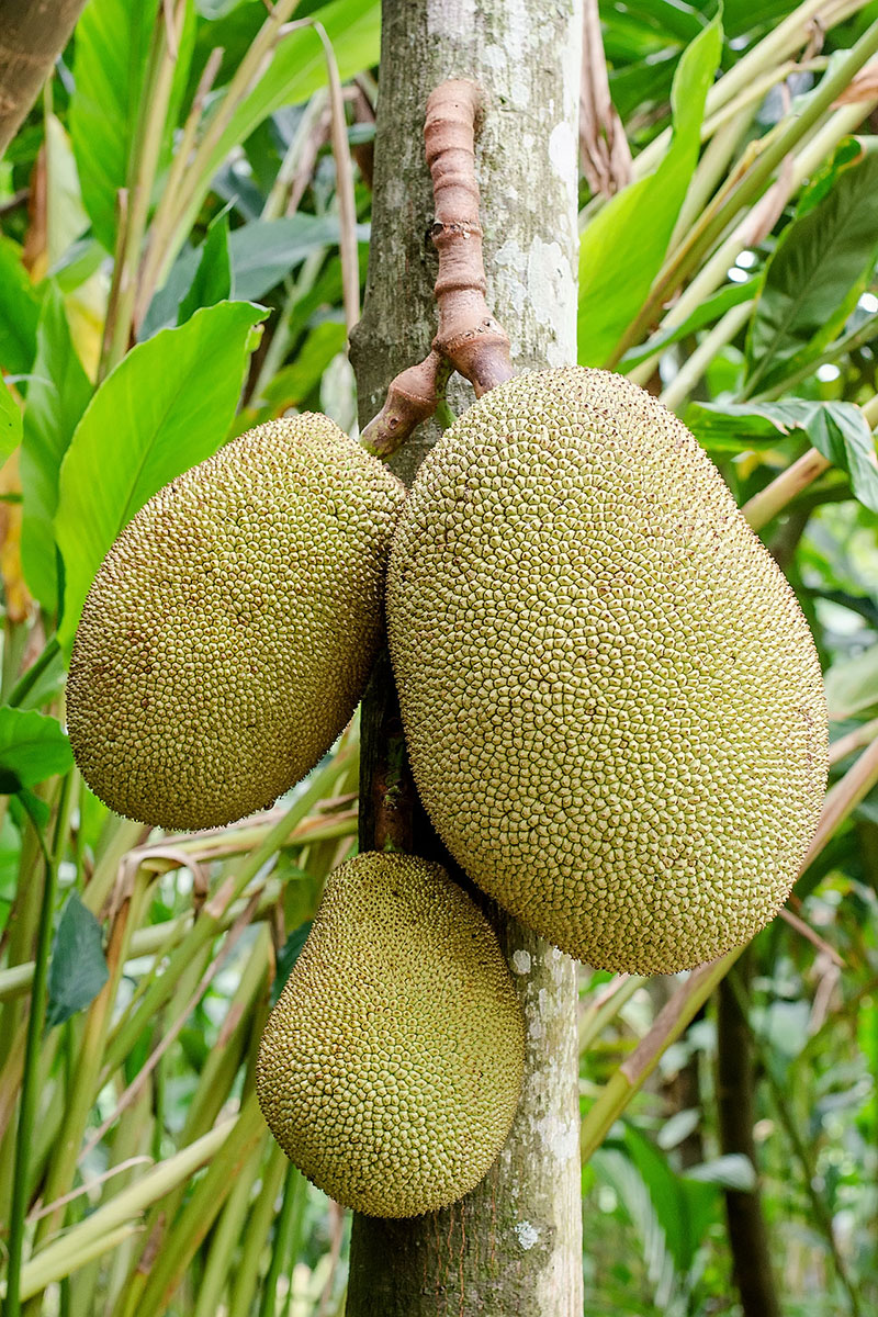Джекфрут (Artocarpus heterophyllus)