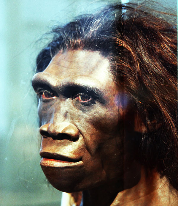 Реконструкция головы женской особи человека прямоходящего (Homo erectus)