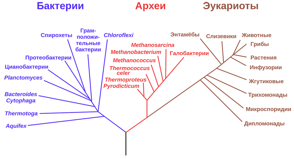Филогенетическое древо, построенное на основании анализа рРНК, показывает разделение бактерий, архей и эукариот
