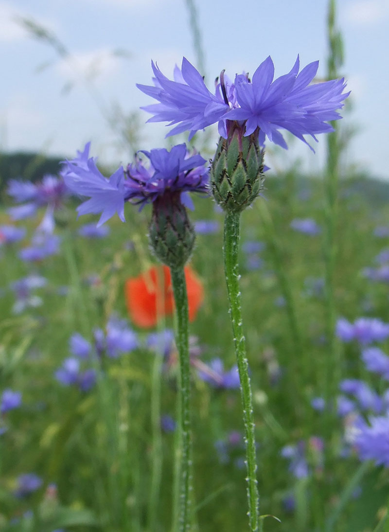 Василек синий (Centaurea cyanus)
