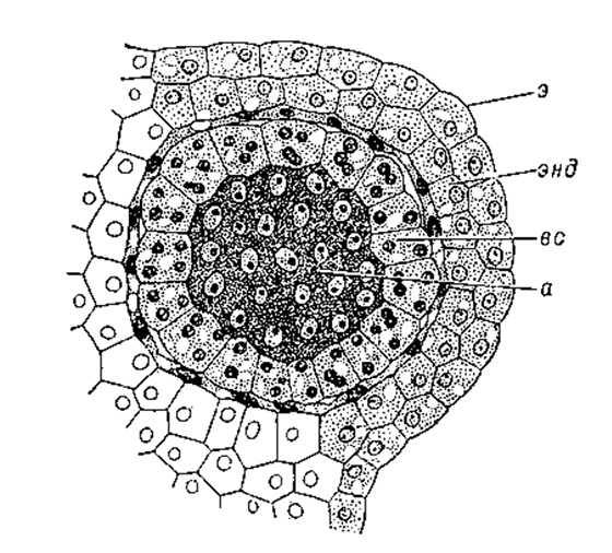 Пыльцевое гнездо с археспорием