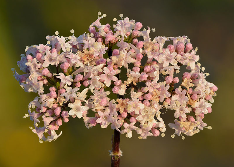 Асимметричные цветки валерианы лекарственной (Valeriana officinalis)