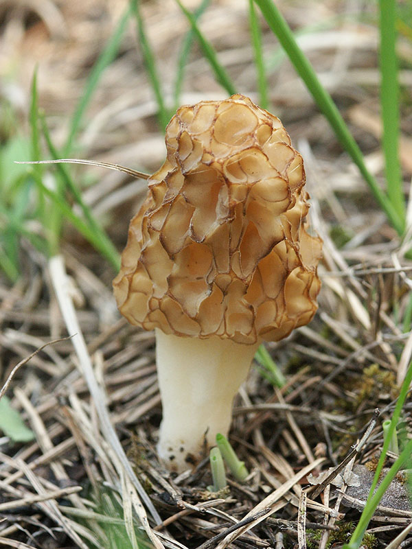 Сморчок съедобный (Morchella esculenta) 