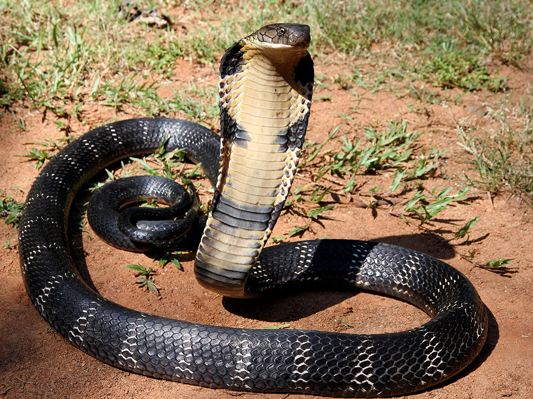 Королевская кобра (Ophiophagus hannah)