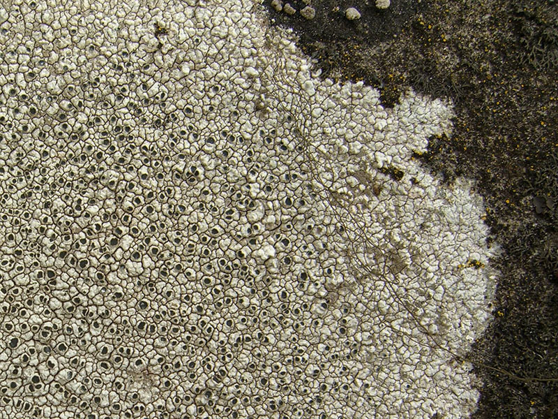 Аспицилия серая (Aspicilia cinerea)