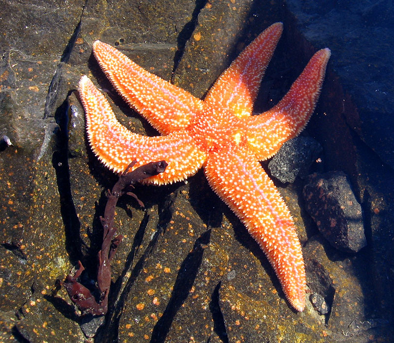Красный астериас (Asterias rubens)