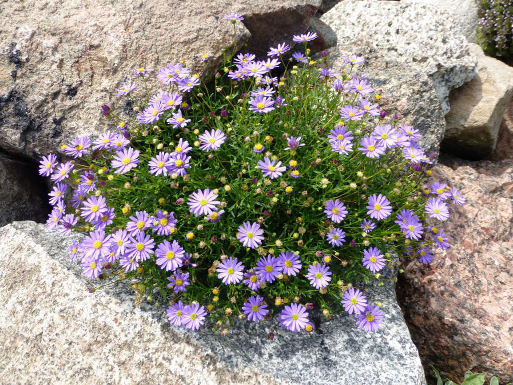Астра альпийская (Aster alpinus)